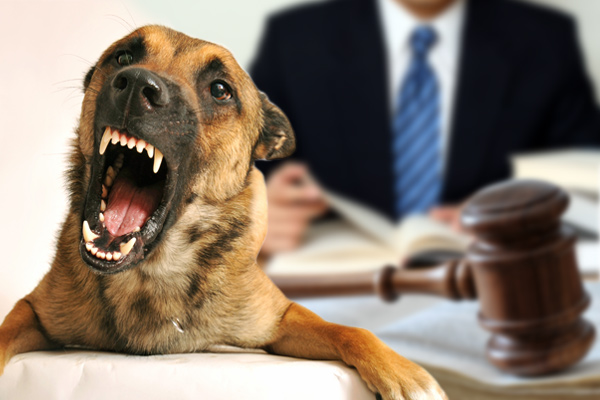 Dog Bite Lawyer